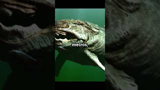 Tubarão Gato E Tubarão Cobra