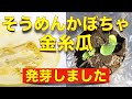 かぼちゃの育て方【発芽しましたトンネル栽培】金糸瓜