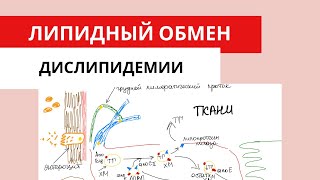 Липидный обмен. Нарушения липидного обмена. Дислипидемии. Метаболизм липидов.