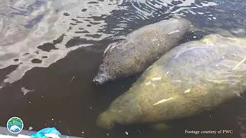 Algae Blooms, Seagrass Loss and the effect on manatees