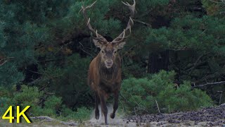 Starker Rothirsch in der Hirschbrunft 2023 am Darsser Ort - Strong Red Deer Bull in North Germany