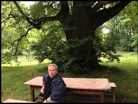 Video: Život Mezi Stromy