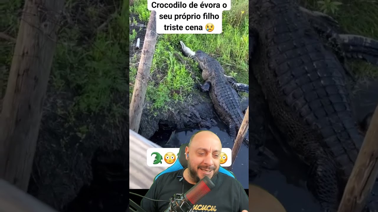 Crocodilo devora o próprio filhote?