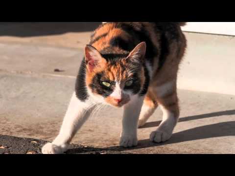 Stray Cat Blood DonCarlos HisCats 