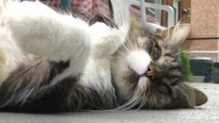The Further Adventures of Kramer the cat - Volume 61: Play Dead!