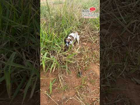 Cadela e filhotes são abandonados às margens da BR-050, em Catalão