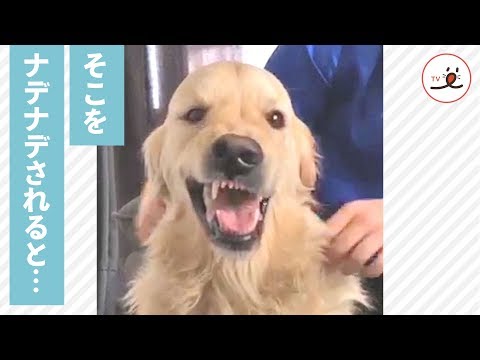 ゾクゾク…！ ナデナデは大好きだけどそこは…😣💕 【PECO TV】