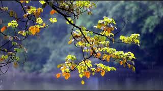 GAMBUS TERBAIK TERPOPULER GAMBUS ARAB PADANG PASIR GAMBUS KLASIK TADABUR ALAM PENENANG JIWA