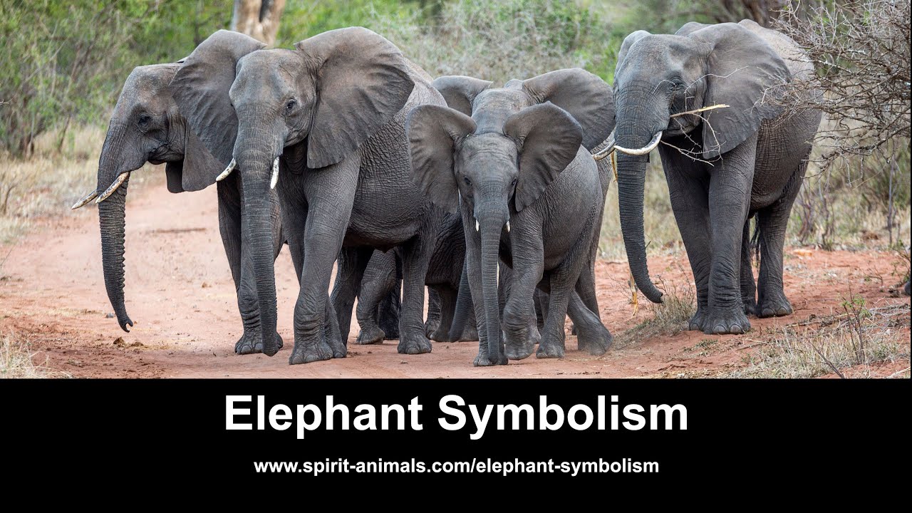 Elephant Symbolism YouTube