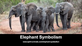 Elephant Symbolism