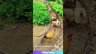 Chicken Express Train! 🐔💨 This Farmer is Living in 3024! #funny #farming #chickens #goals #diy Net Worth