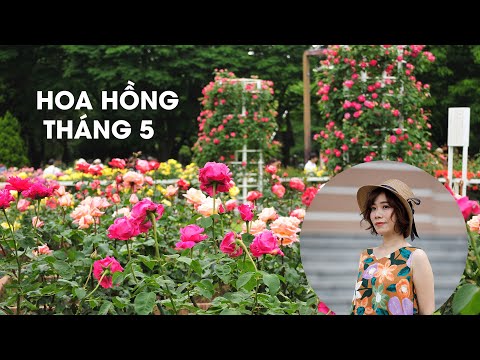 Video: Hoa Hồng Tháng Năm
