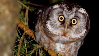 Bird sounds. Boreal owl singing in the night forest.