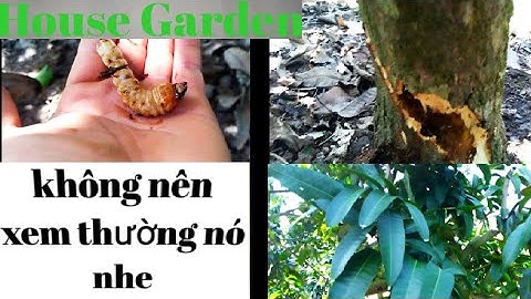 Cách Phòng Trị Sâu Đục Thân Trên Cây Xoài Chuẩn Nhất/Ai Có Trồng Xoài Nên Xem Nhe/House Garden#09