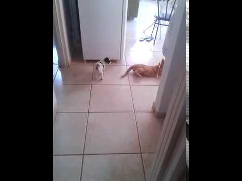  2015 pingo o meu cachorrinho quando filhote
