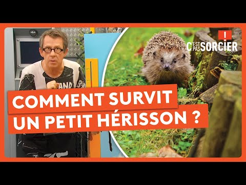 Comment survit un petit hérisson ? - C'est pas sorcier
