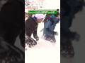 Digging For Gold Yamagata S Epic Snow Shoveling ContestーNHK WORLD JAPAN NEWS Shorts Digging For Gold Yamagata S Epic Snow Shoveling ContestーNHK WORLD JAPAN NEWS Shorts