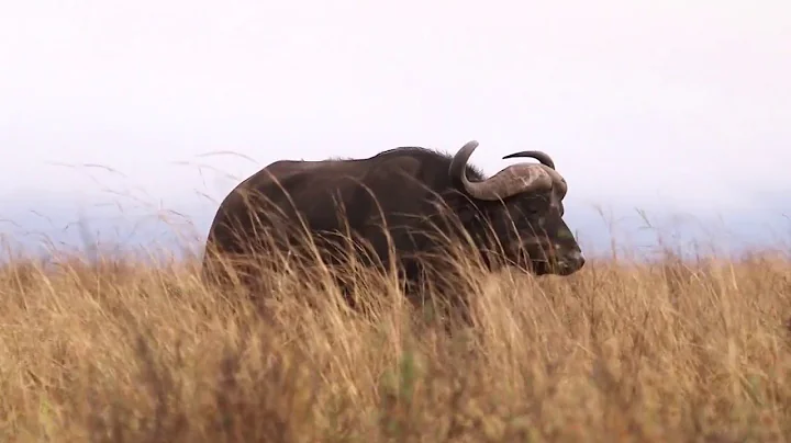 Buffalo kills American hunter in South Africa