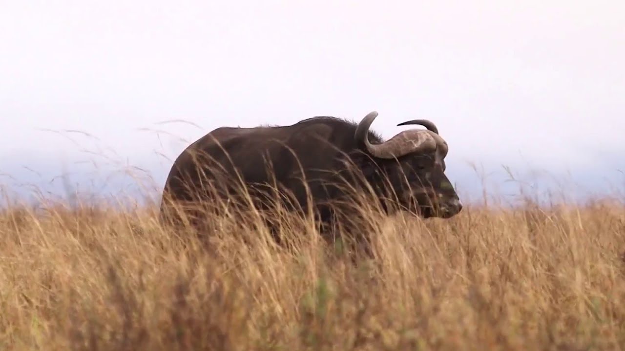 Buffalo kills American hunter in South Africa