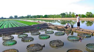 How to Build A Perfect Farm and Grow/Harvest Organic Vegetables! A Million-Dollar Farming Industry!