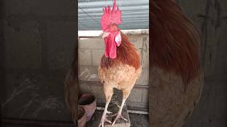 Amazing Rooster Crowing Loudly | Adorable Rooster Crowing Sound