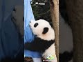 Play With Me For A Bit, Pleeease… | iPanda #shorts