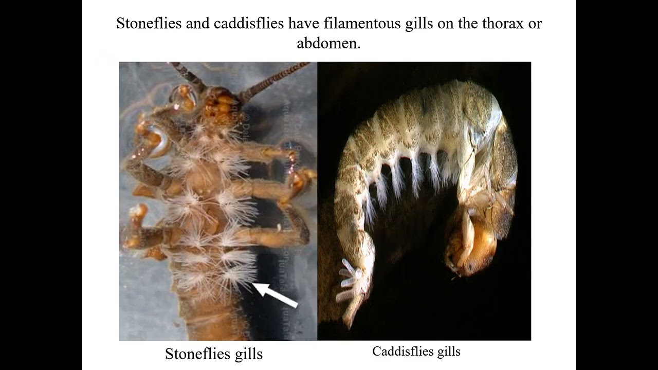 lecture 15 of Entomology