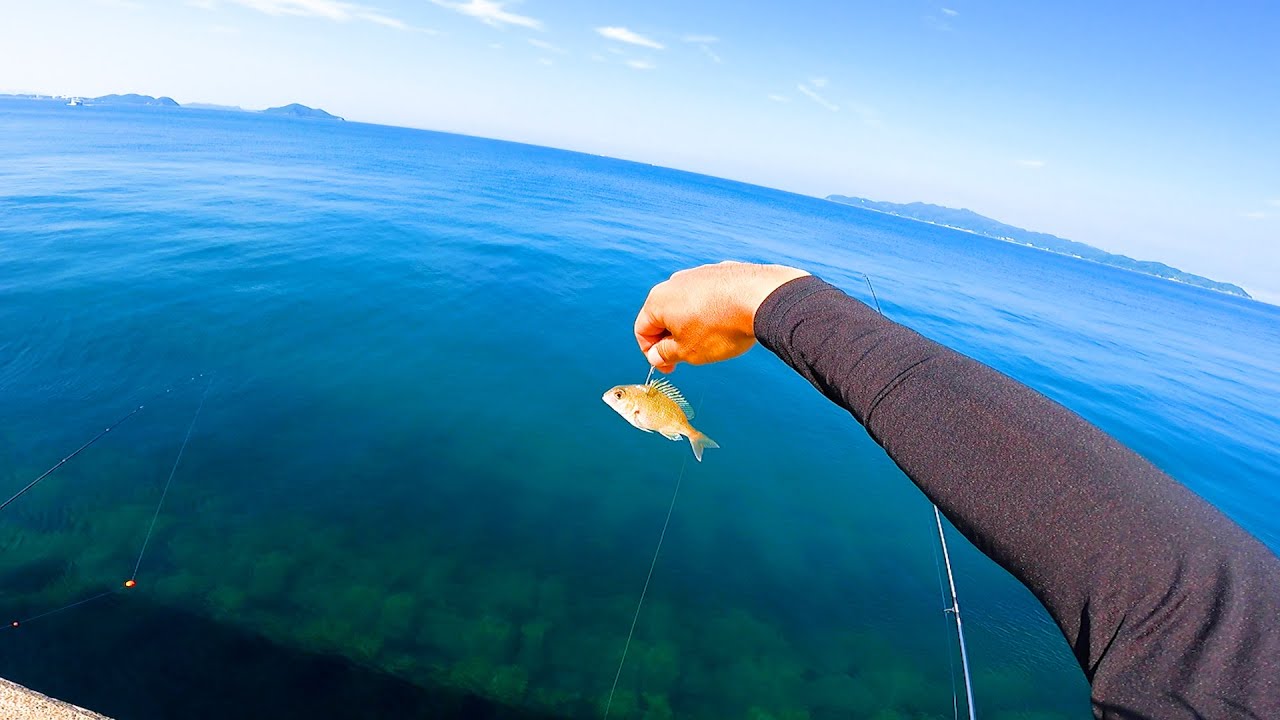 マダイを堤防から大海に投げ込んでみる【地島】水中映像あり