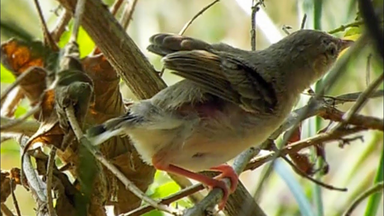 Adorable Jungle Prinia Baby Takes First Flight @BeautyofNature4988