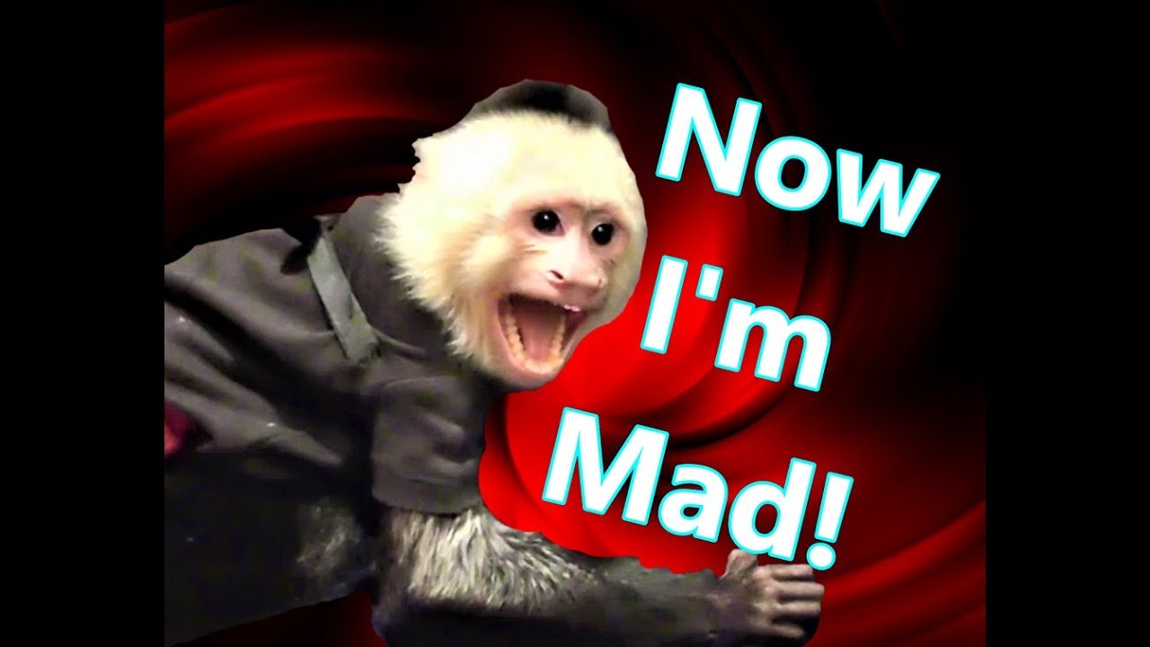 Pet Monkey Gets Mad at Brother YouTube