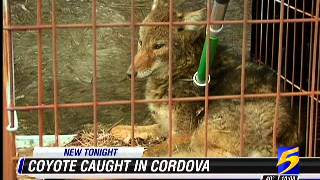 Coyote Caught in Cordova, TN