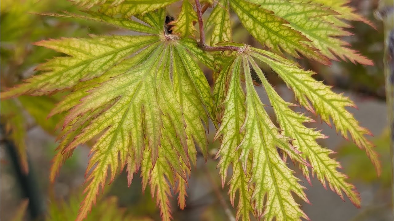 Экскурсия по саду образцов, часть 1 – 20.05.2024
