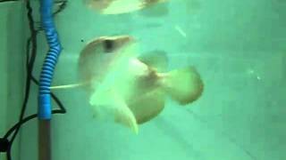 紫金掺极上蓝底过背 20110302