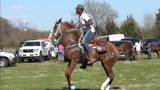 Big Tennessee Walking Horse Trail Ride and Horse Show in Mineral Springs Arkansas