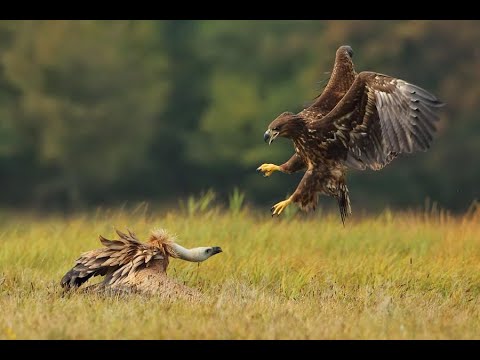 Какой орел самый сильный? Топ 10 самых сильных орлов. Часть 2.