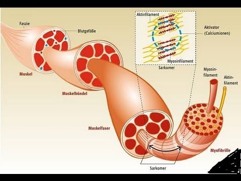 Steroide absetzen nebenwirkungen