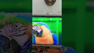 65" 4k #shortvideo #4ktv #samsungledtv #smarttv
