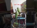 تزاوج ببغاء الدرة
