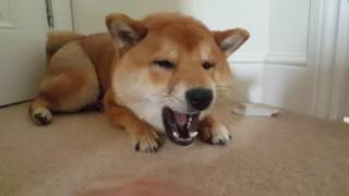 How to wake up a shiba inu