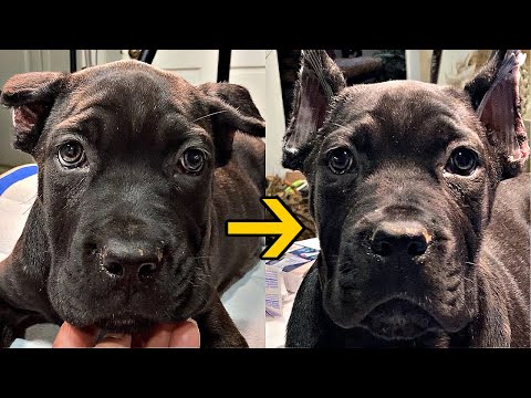 Tape-less 🩹 Ear Posting (an easy example) Part 1 | Twelve Titans Cane Corso