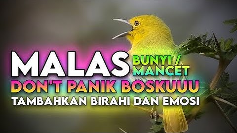 Pancingan  Suara Sirtu / Cipoh Penambah Birahi Dan Emosi Bikin Gacor Burung Mancet