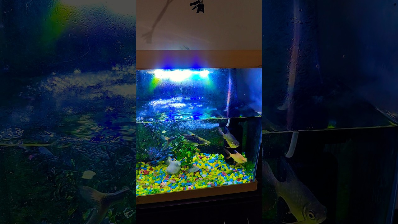 #fish #aquarium #viralshort#fishing 🐠🐠🐠🐠🐋🐋🐋🐟🐟🙏🙏