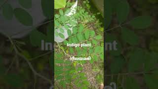 Neelayamariindigo Plant