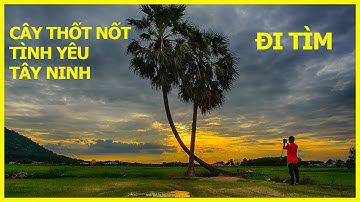 CÂY THỐT NỐT TÌNH YÊU TÂY NINH Địa Điểm Check In Đẹp Như Trong Tranh Ít Ai Biết