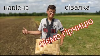 сіємо гірчицю