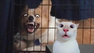 Funniest Cats And Dogs Video 🐈🐕Funny Animals 2024😆 by FunnyWorld 5,682 views 1 month ago 11 minutes, 13 seconds