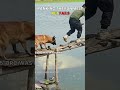 Top 8 funniest Pet Fails | #shorts #cat #dog