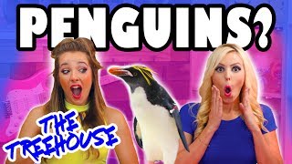 Penguins, Princess Mystery Box and Wonder Woman. The Treehouse Show from Totally TV