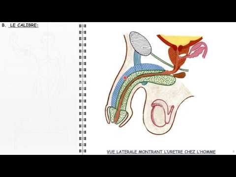 Vidéo: Anatomie, Diagramme Et Fonction De L'urètre Masculin - Cartes Corporelles
