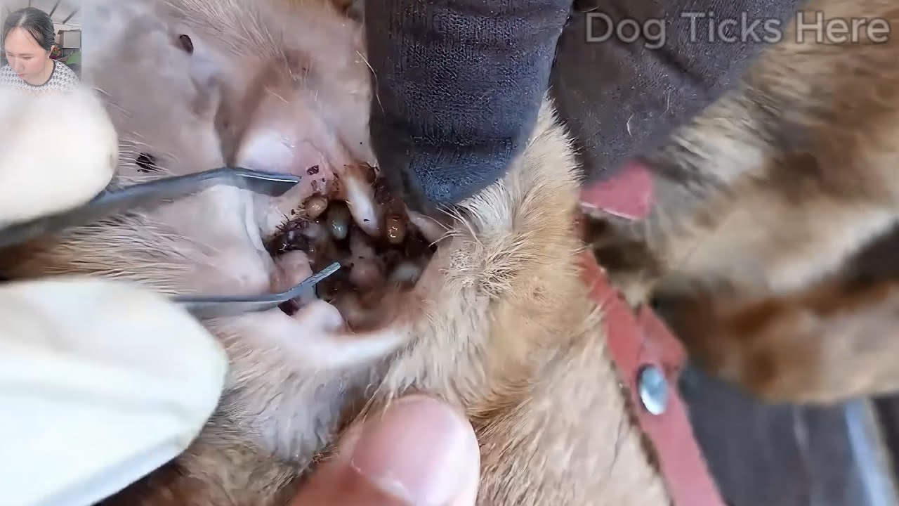 The Biggest Ticks and Small Ticks Are Attacking Dog's Ear -Removing All ... - Removing Ticks From Dog'S Ear